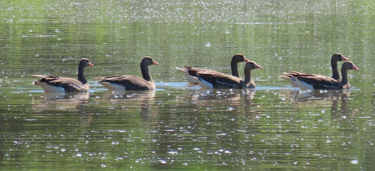 Greater White-fronted Goose - Leslie Schweitzer