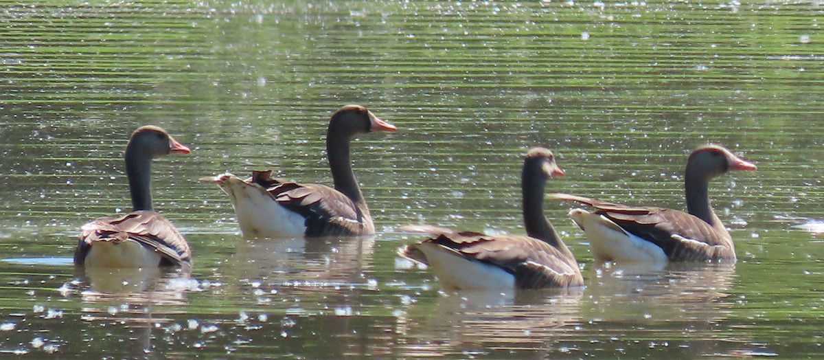 Greater White-fronted Goose - ML618786573