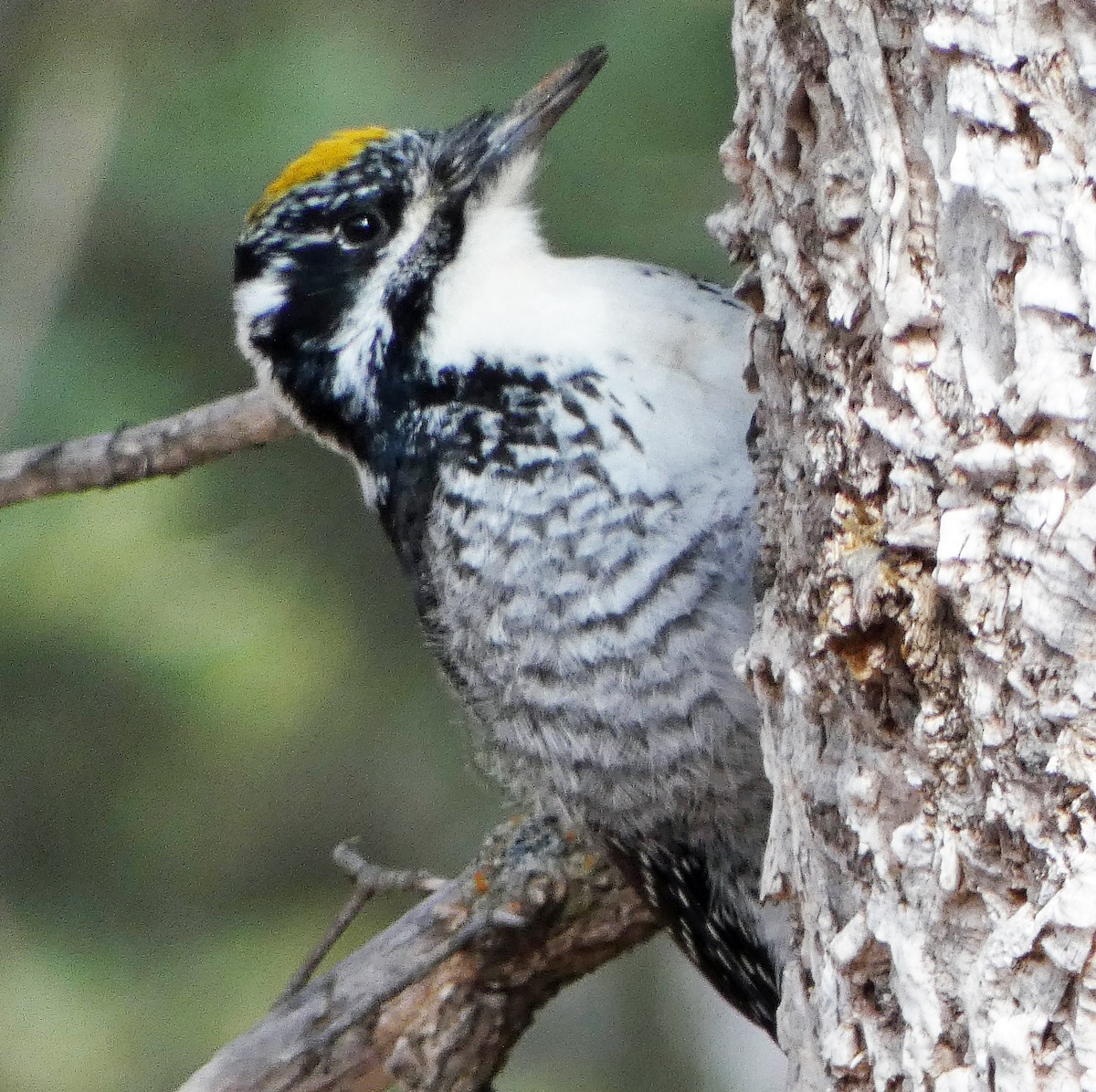 American Three-toed Woodpecker (Rocky Mts.) - C Fred Zeillemaker