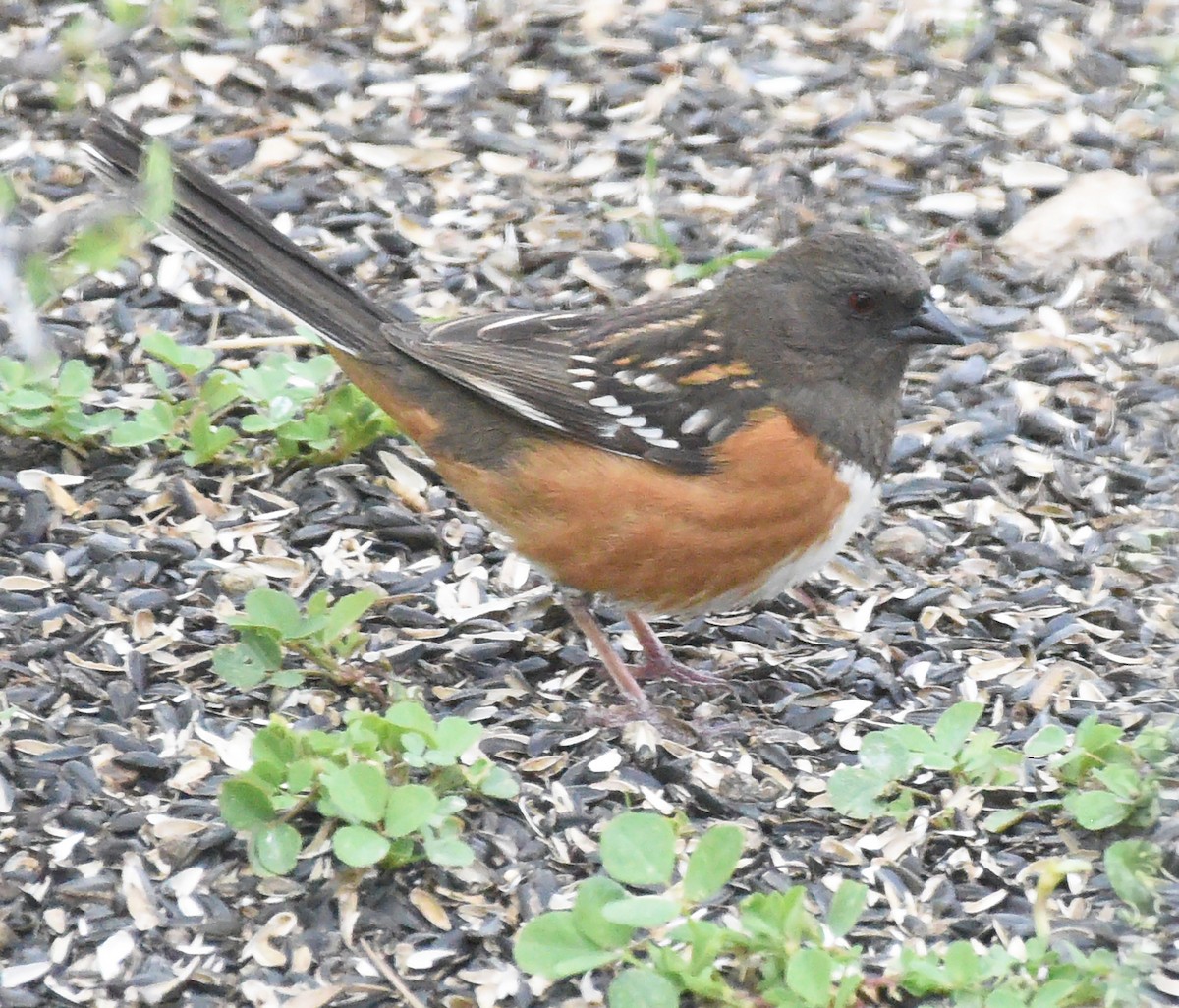 Spotted Towhee - ML618786602