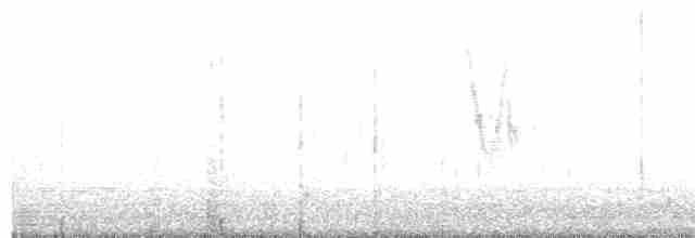 White Wagtail - ML618786661