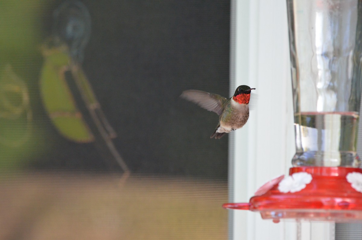 Ruby-throated Hummingbird - ML618786677