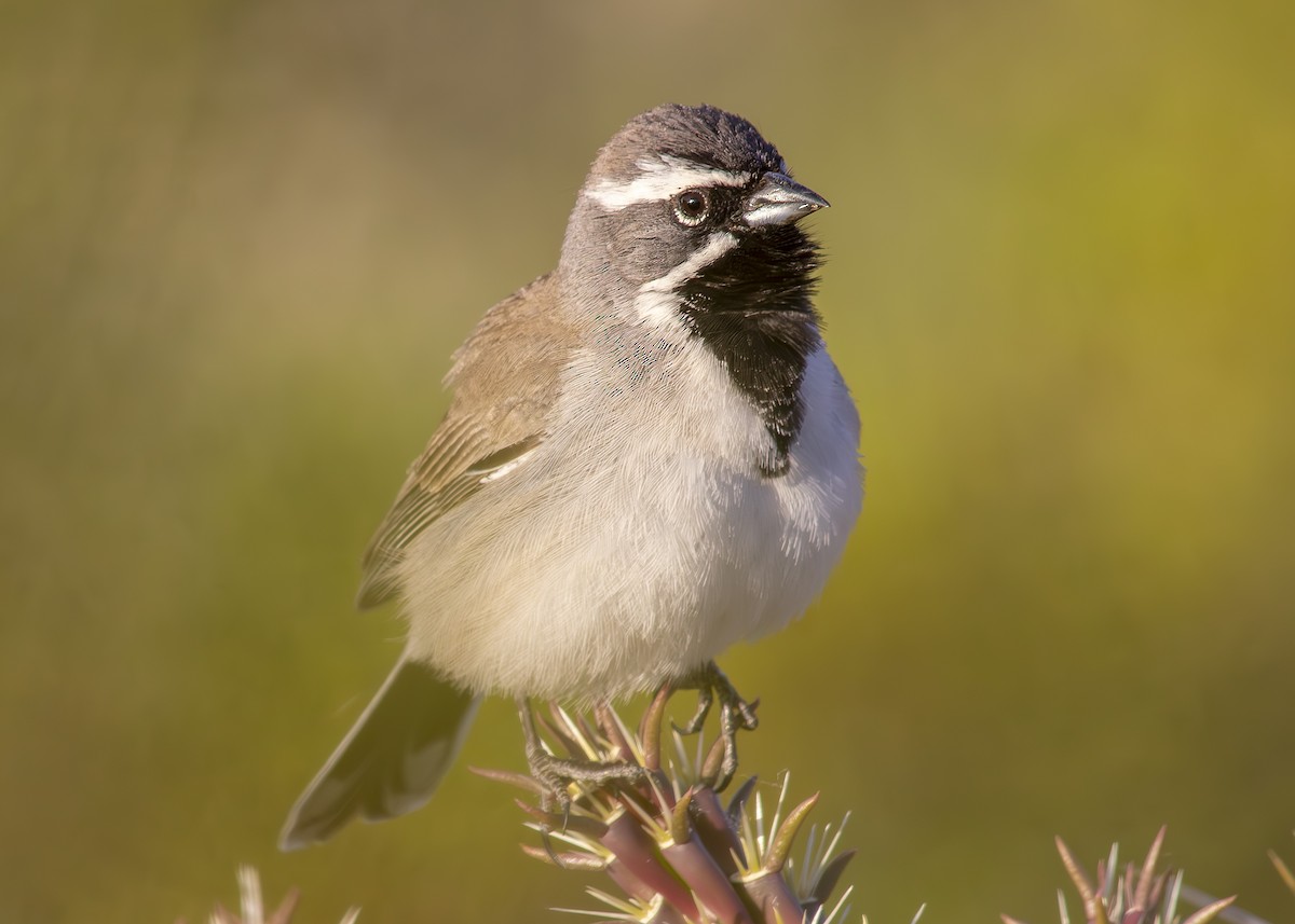 Black-throated Sparrow - ML618786702