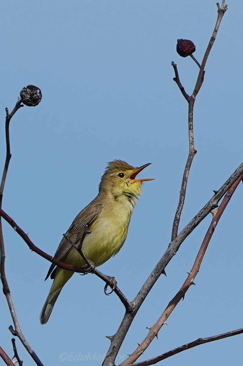 Melodious Warbler - ML618786726