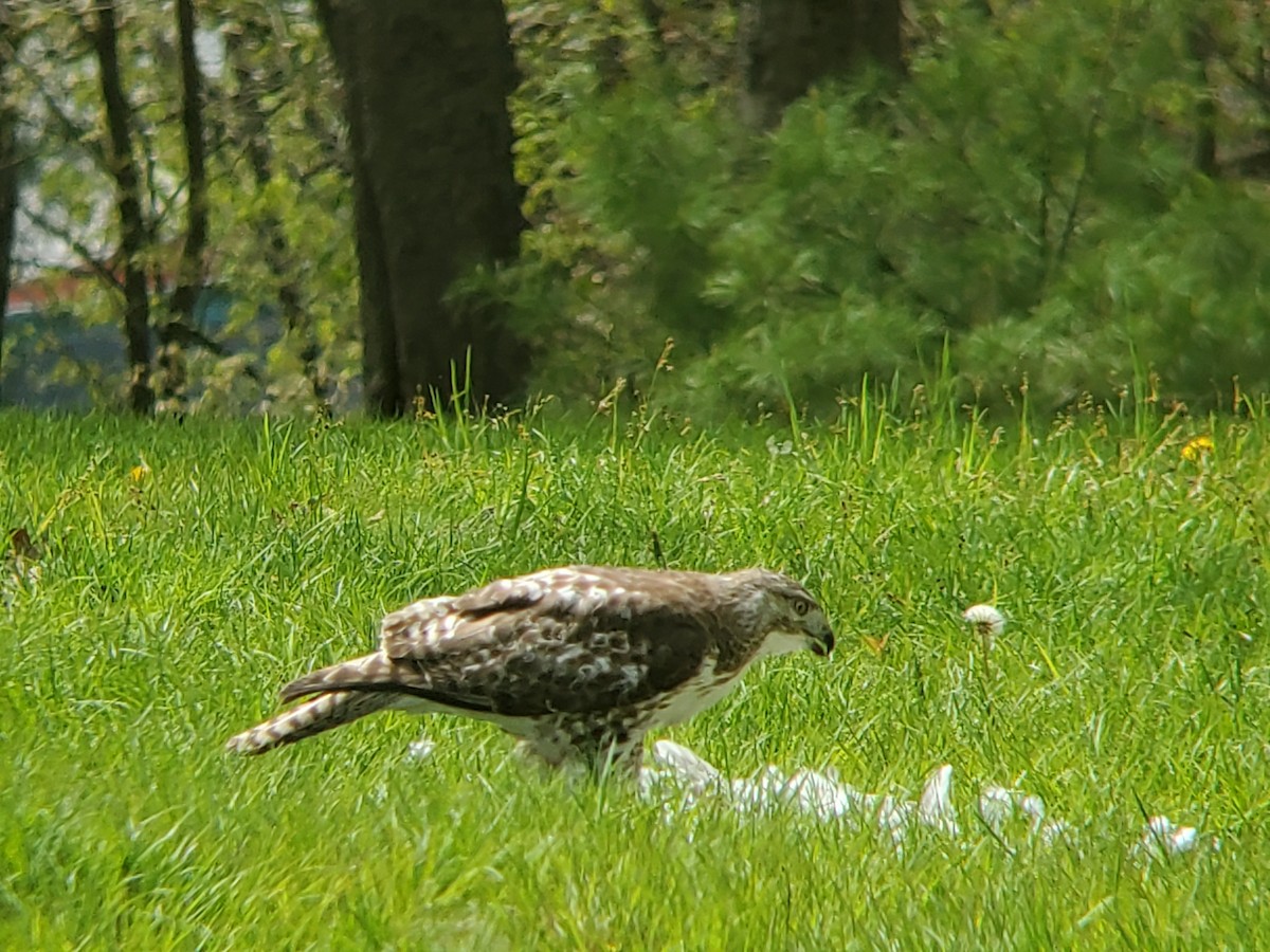 Red-tailed Hawk - ML618786744