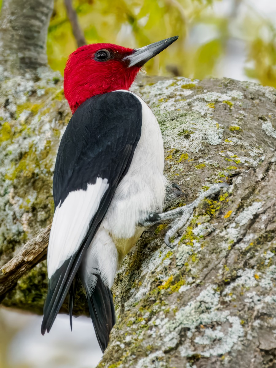 Red-headed Woodpecker - Steven Meisel