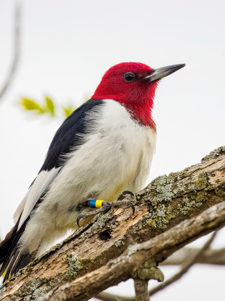 Red-headed Woodpecker - ML618786771