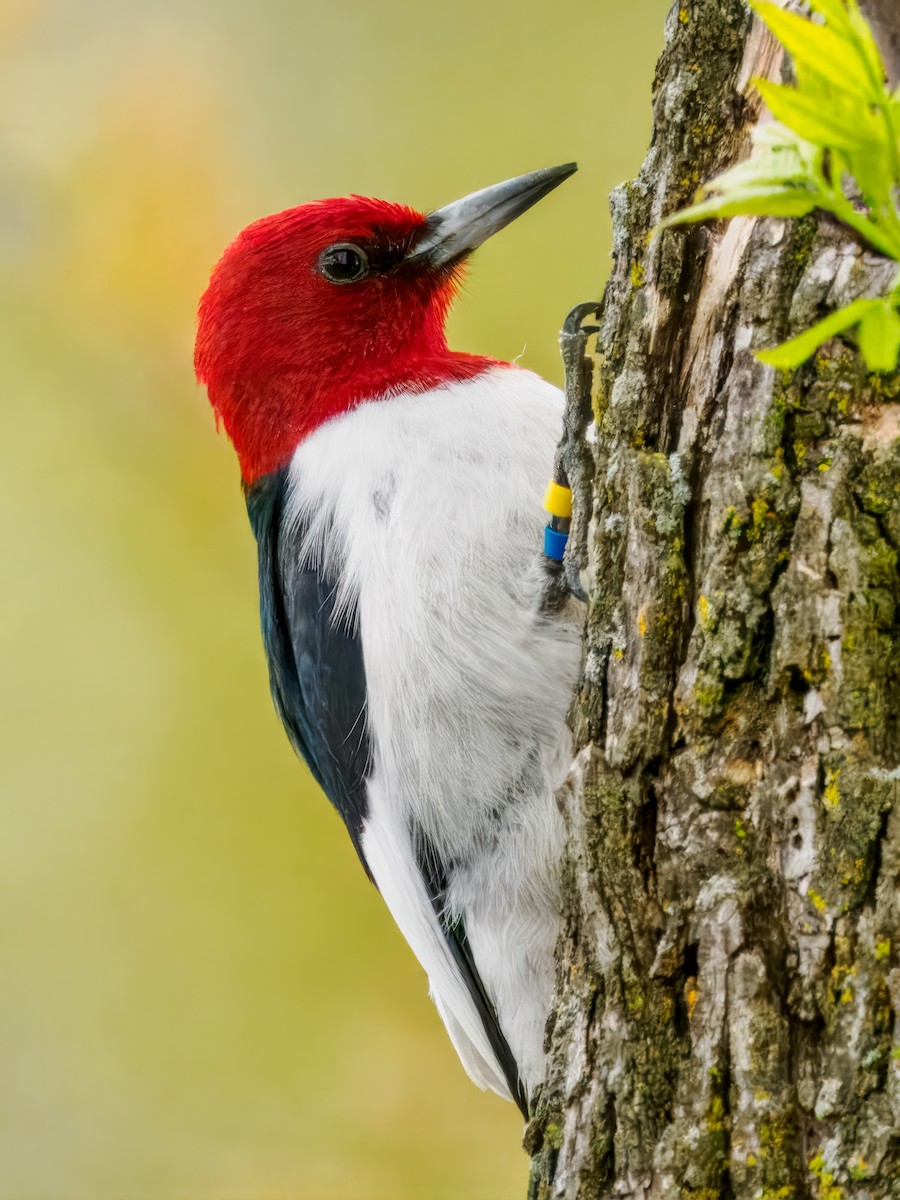 Red-headed Woodpecker - ML618786772