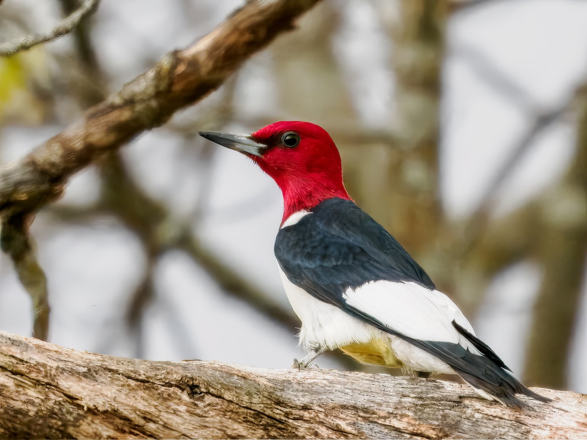 Red-headed Woodpecker - ML618786773