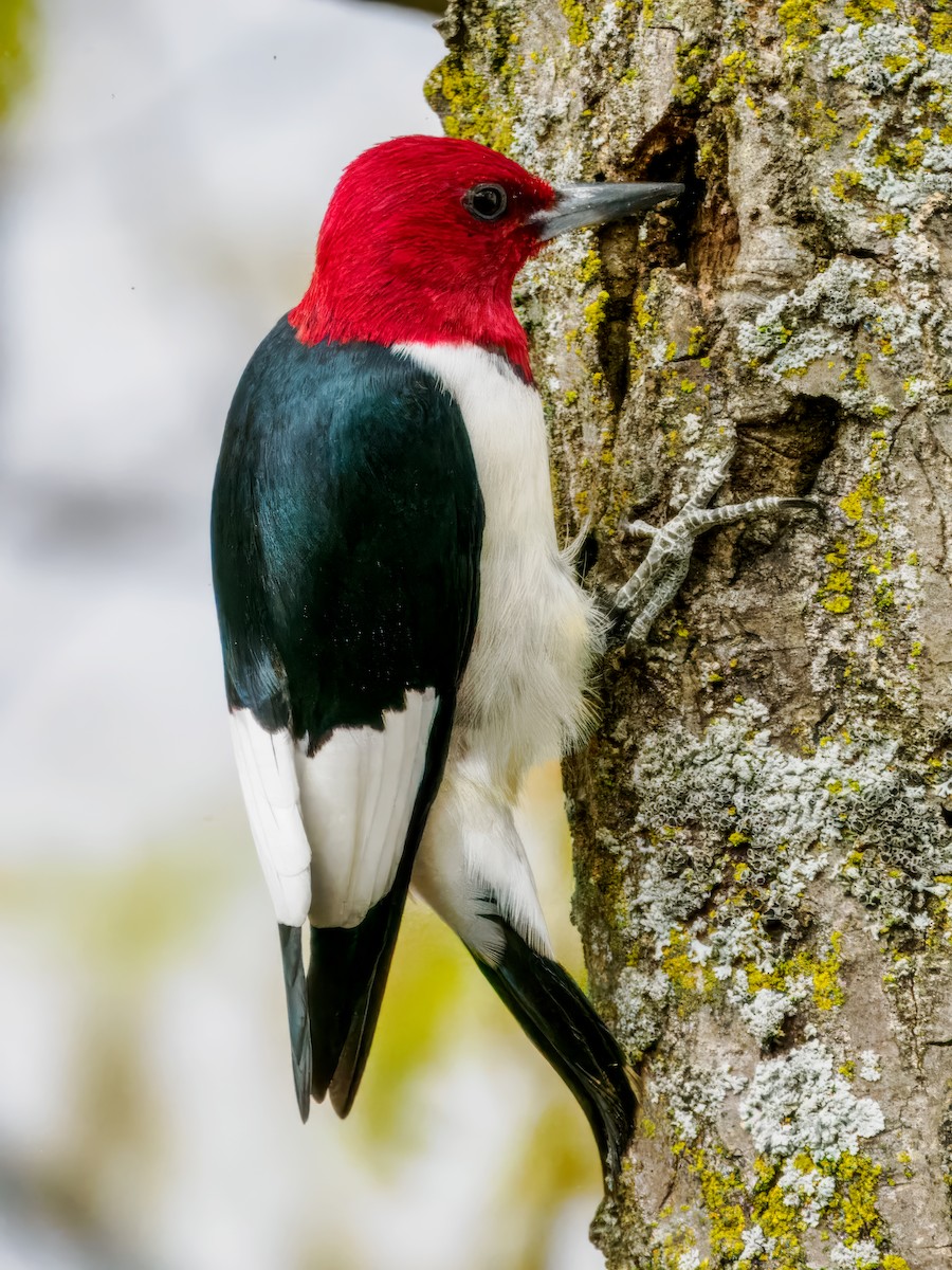 Red-headed Woodpecker - ML618786774