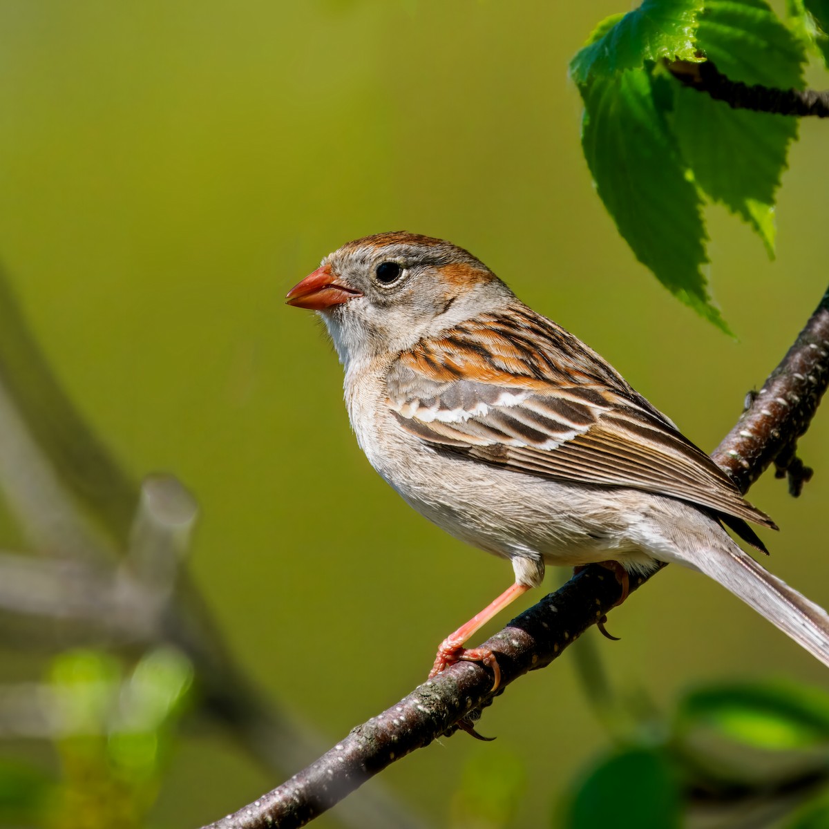 Field Sparrow - ML618786796