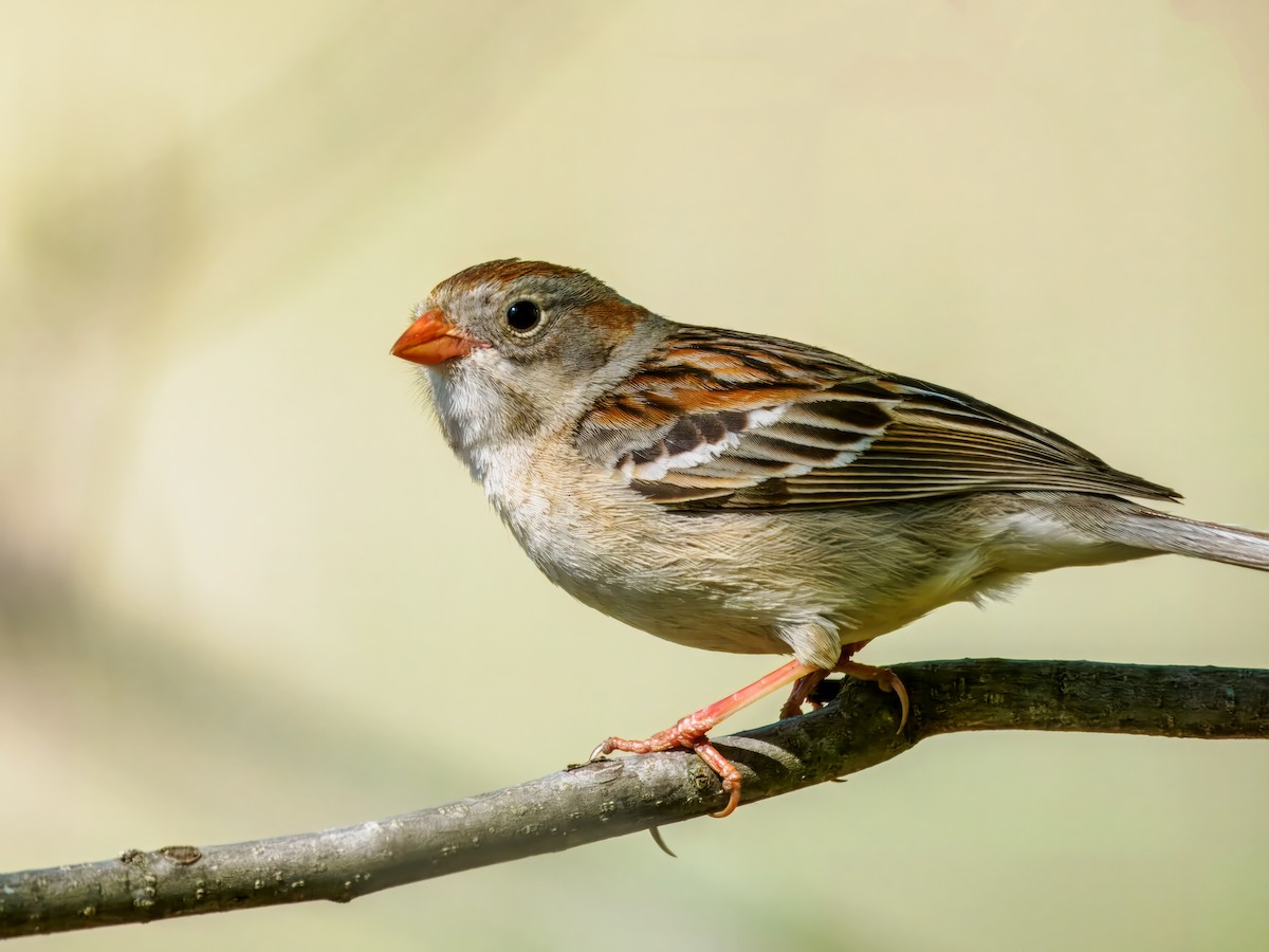 Field Sparrow - ML618786797