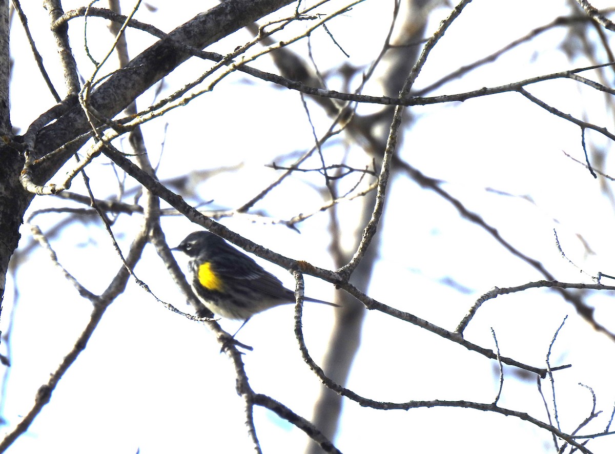 Yellow-rumped Warbler - Nicole St-Amant
