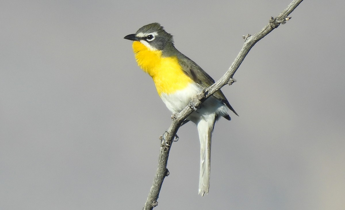 Yellow-breasted Chat - Corey S.