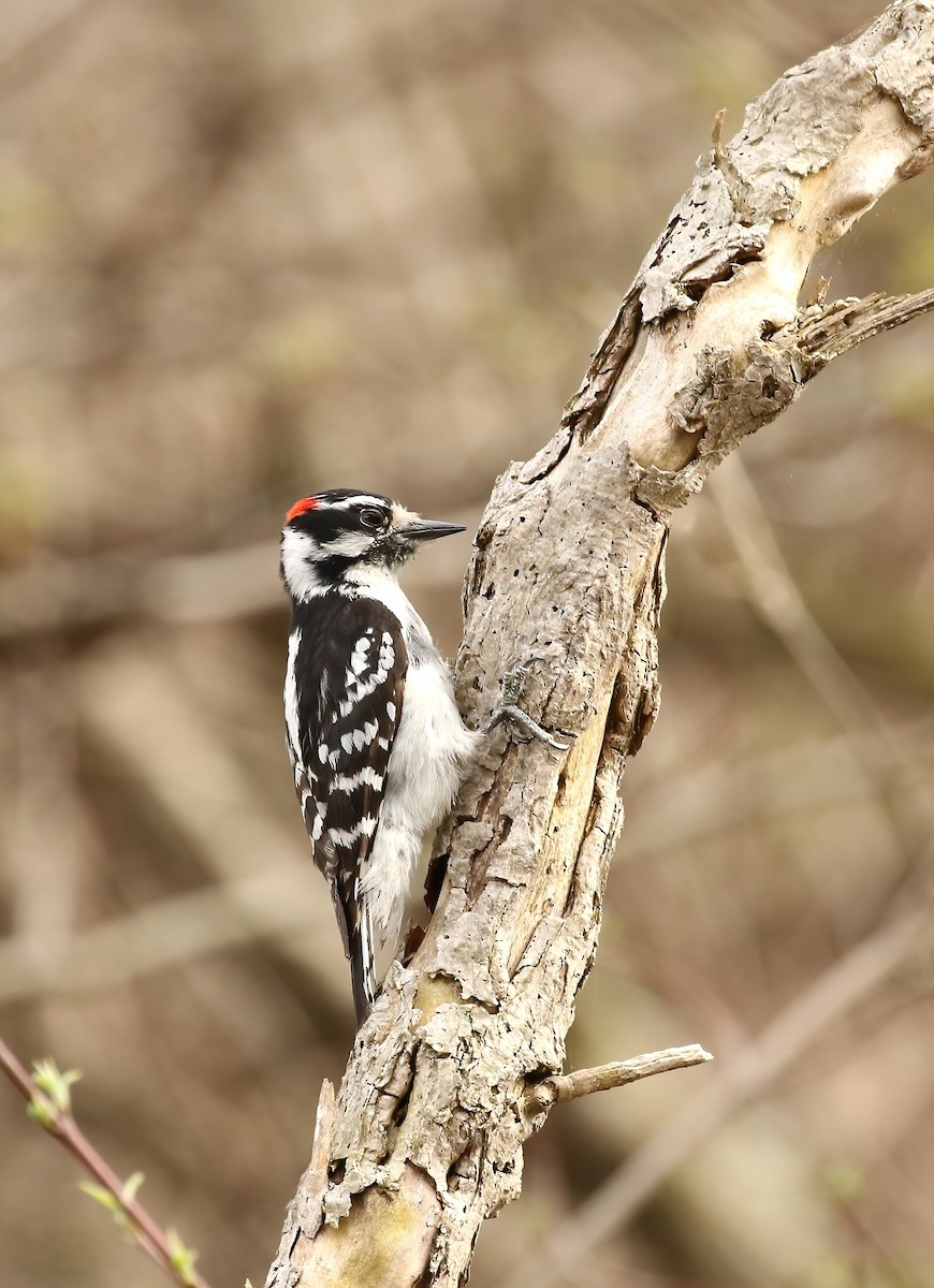 Downy Woodpecker - ML618786867