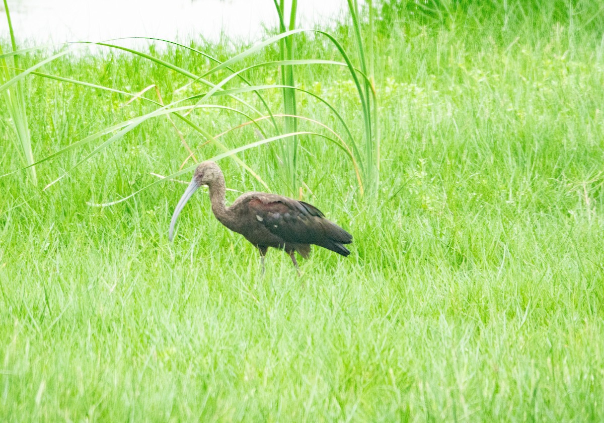 ibis americký - ML618786884