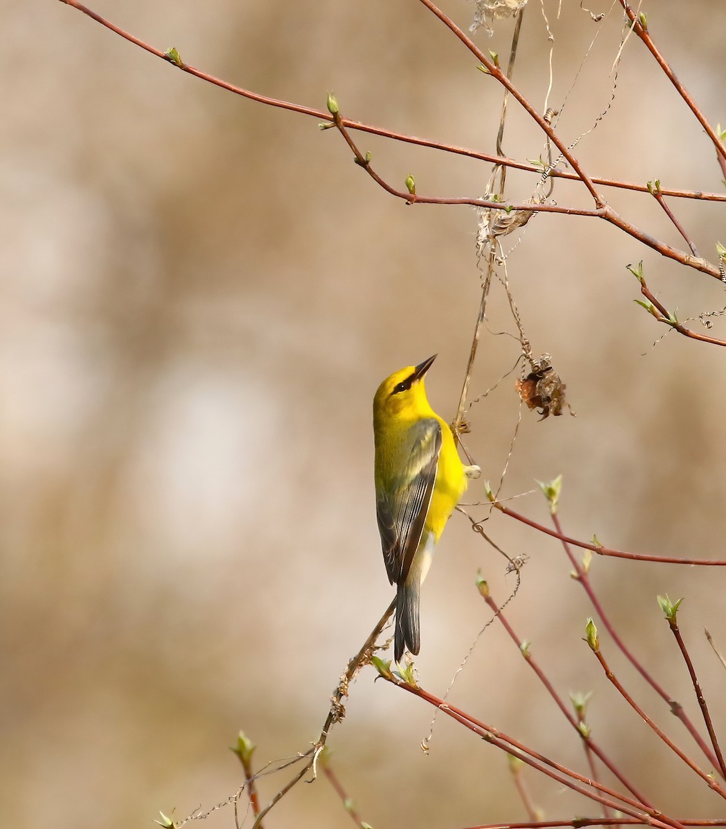 Blue-winged Warbler - Thomas Smith