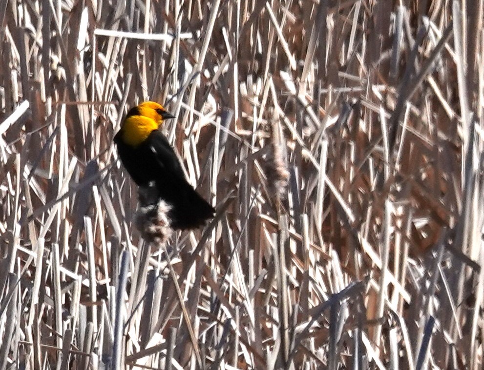 Yellow-headed Blackbird - Diane Stinson