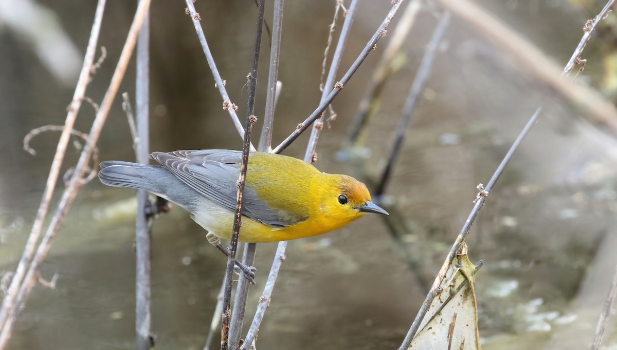 Prothonotary Warbler - ML618786903