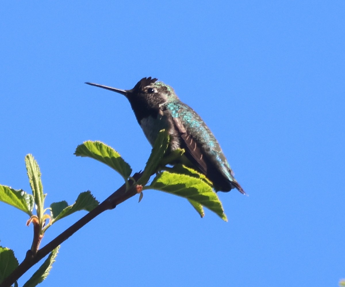 Anna's Hummingbird - ML618786914