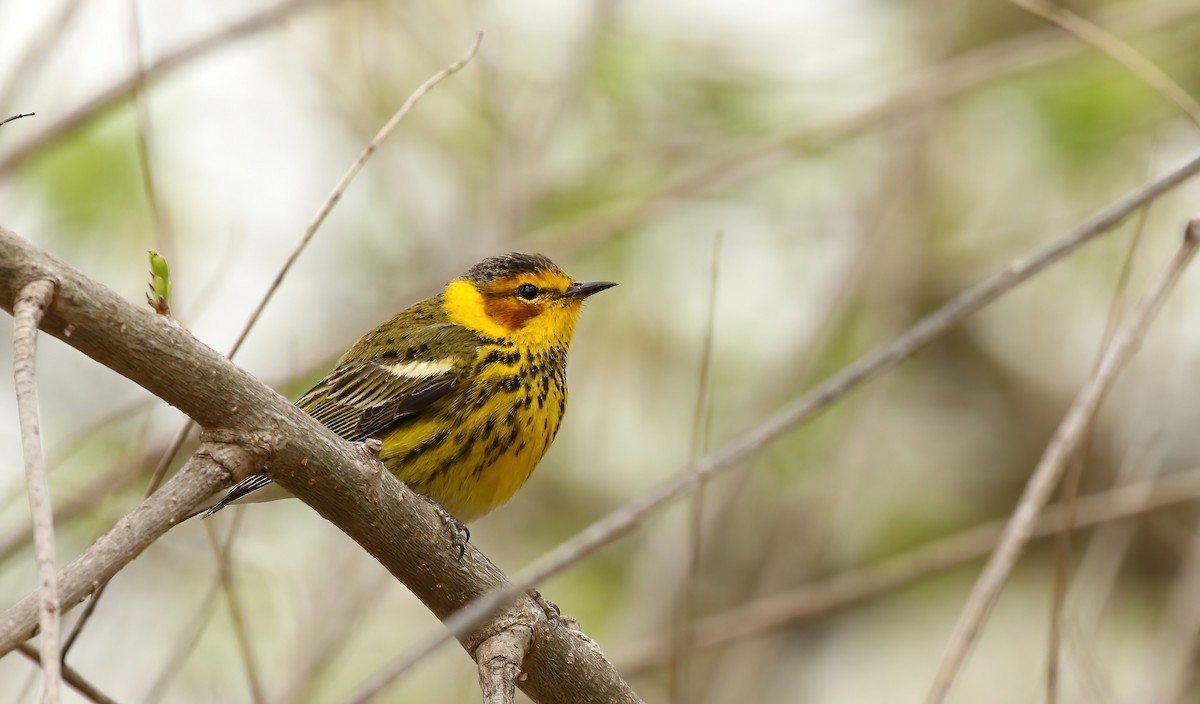Cape May Warbler - ML618786934