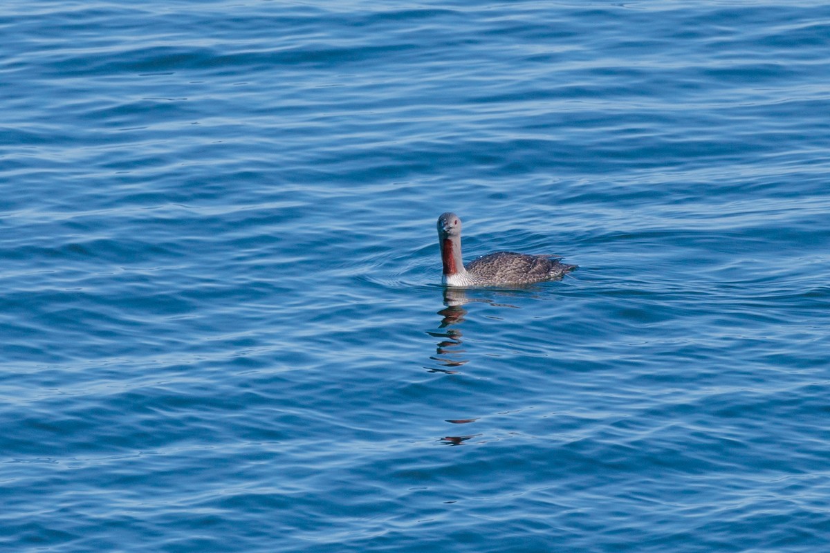 Red-throated Loon - ML618786944