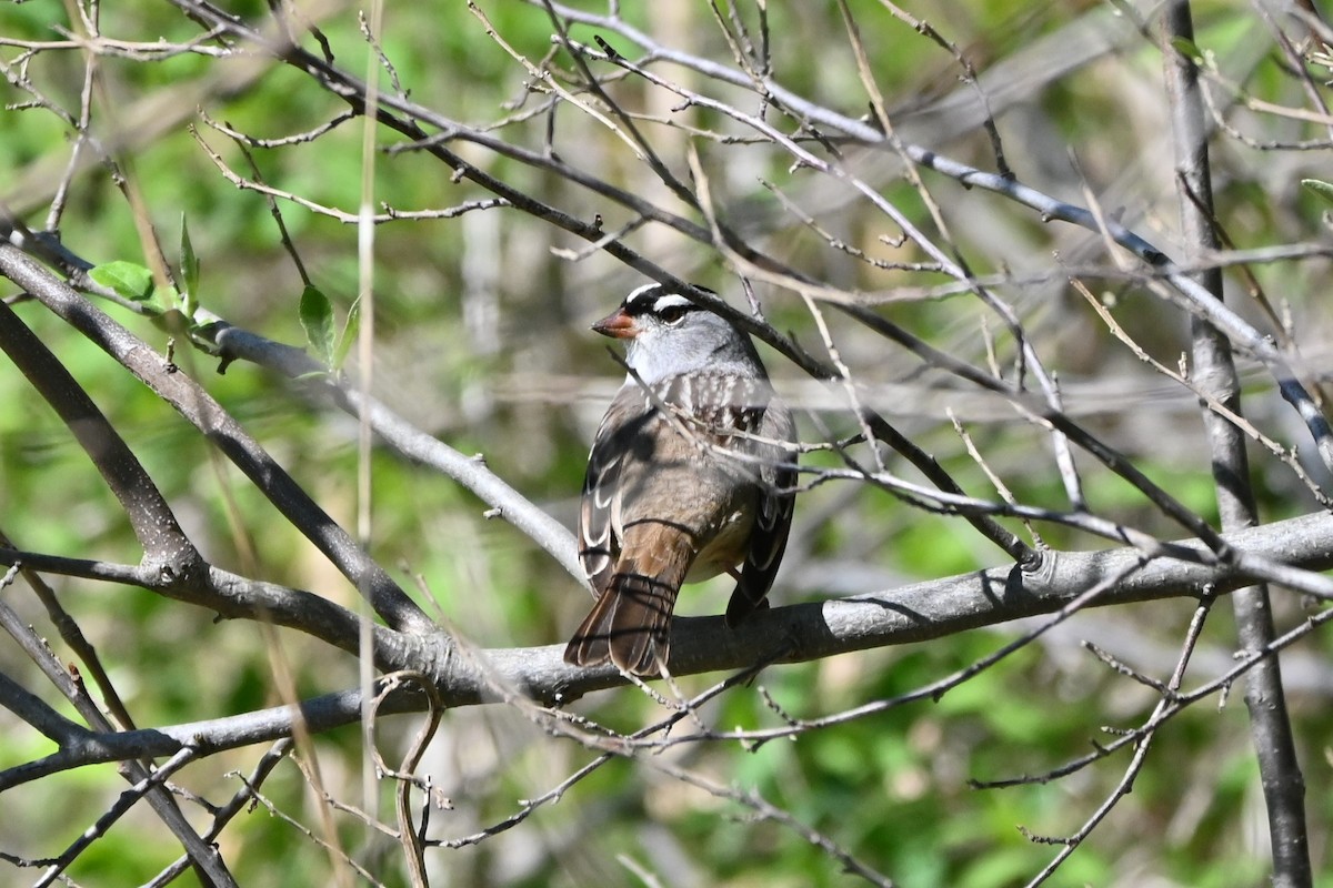White-crowned Sparrow - ML618786949