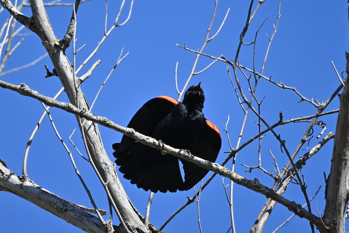 Red-winged Blackbird - ML618786951