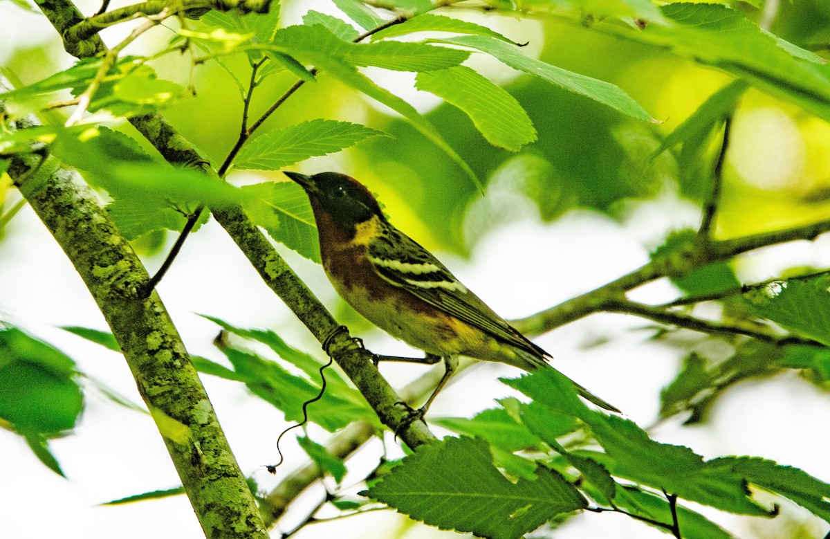 Bay-breasted Warbler - ML618786955