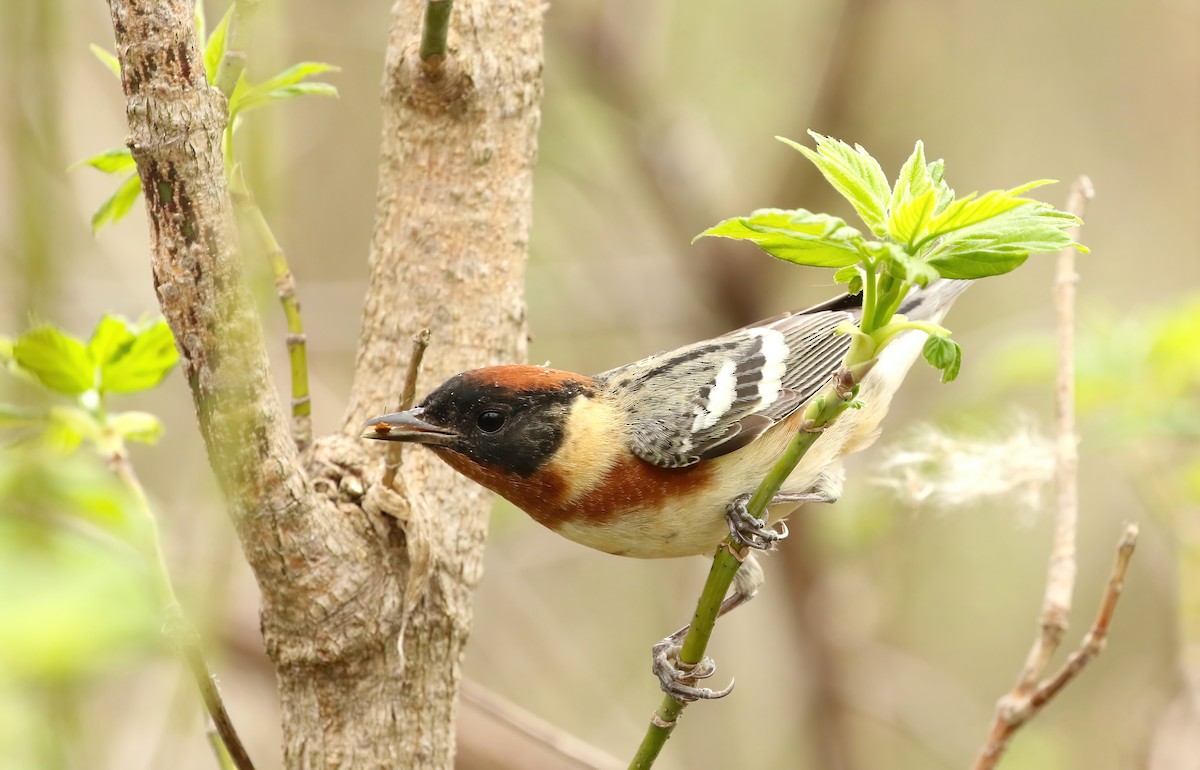 Bay-breasted Warbler - ML618786975