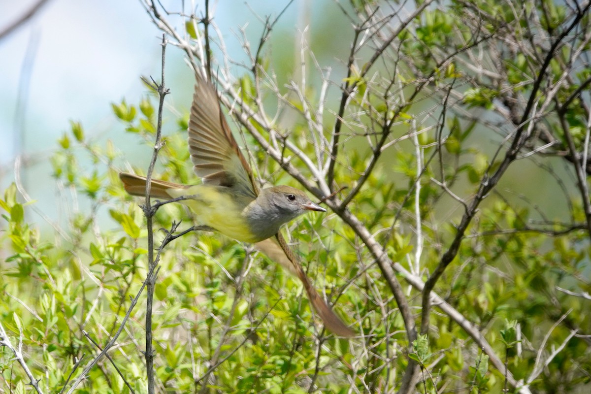 Great Crested Flycatcher - ML618786994
