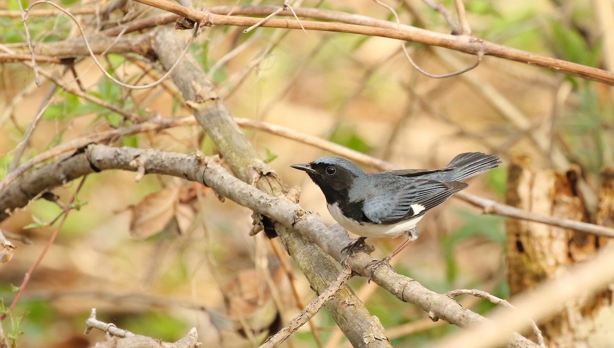 Black-throated Blue Warbler - Thomas Smith