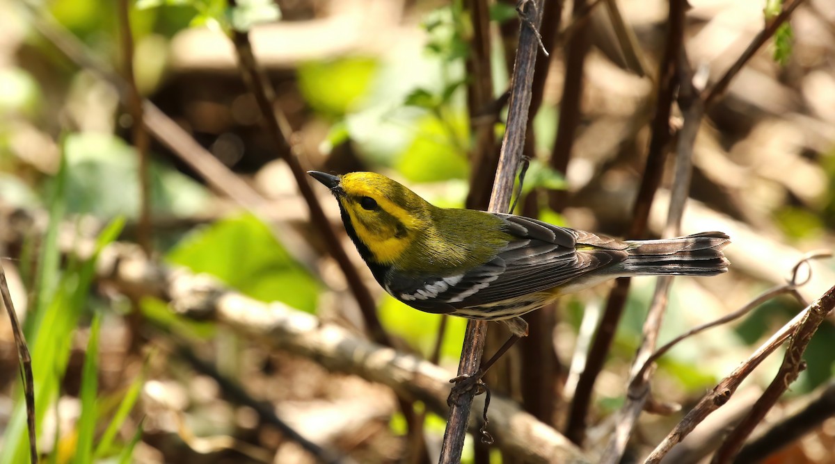 Black-throated Green Warbler - Thomas Smith