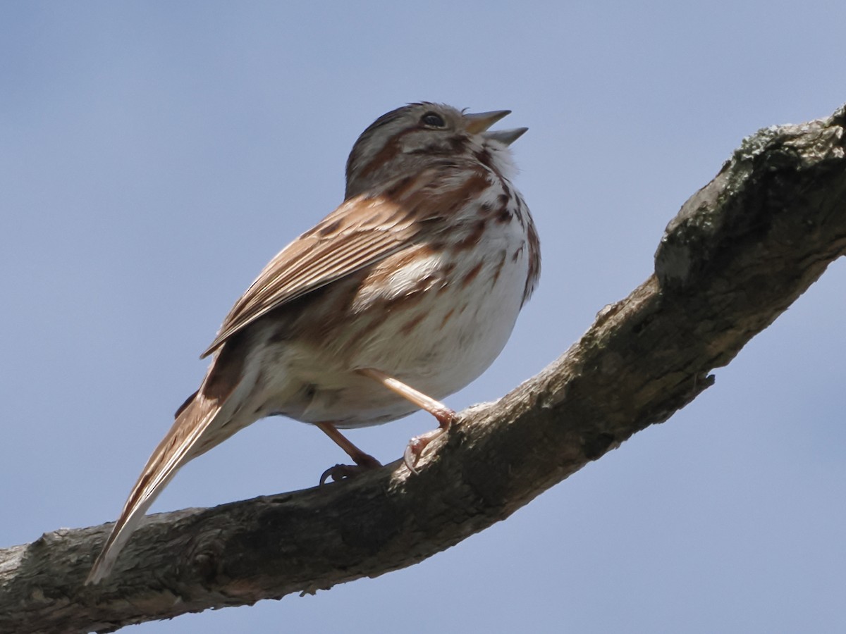 Song Sparrow - John Felton
