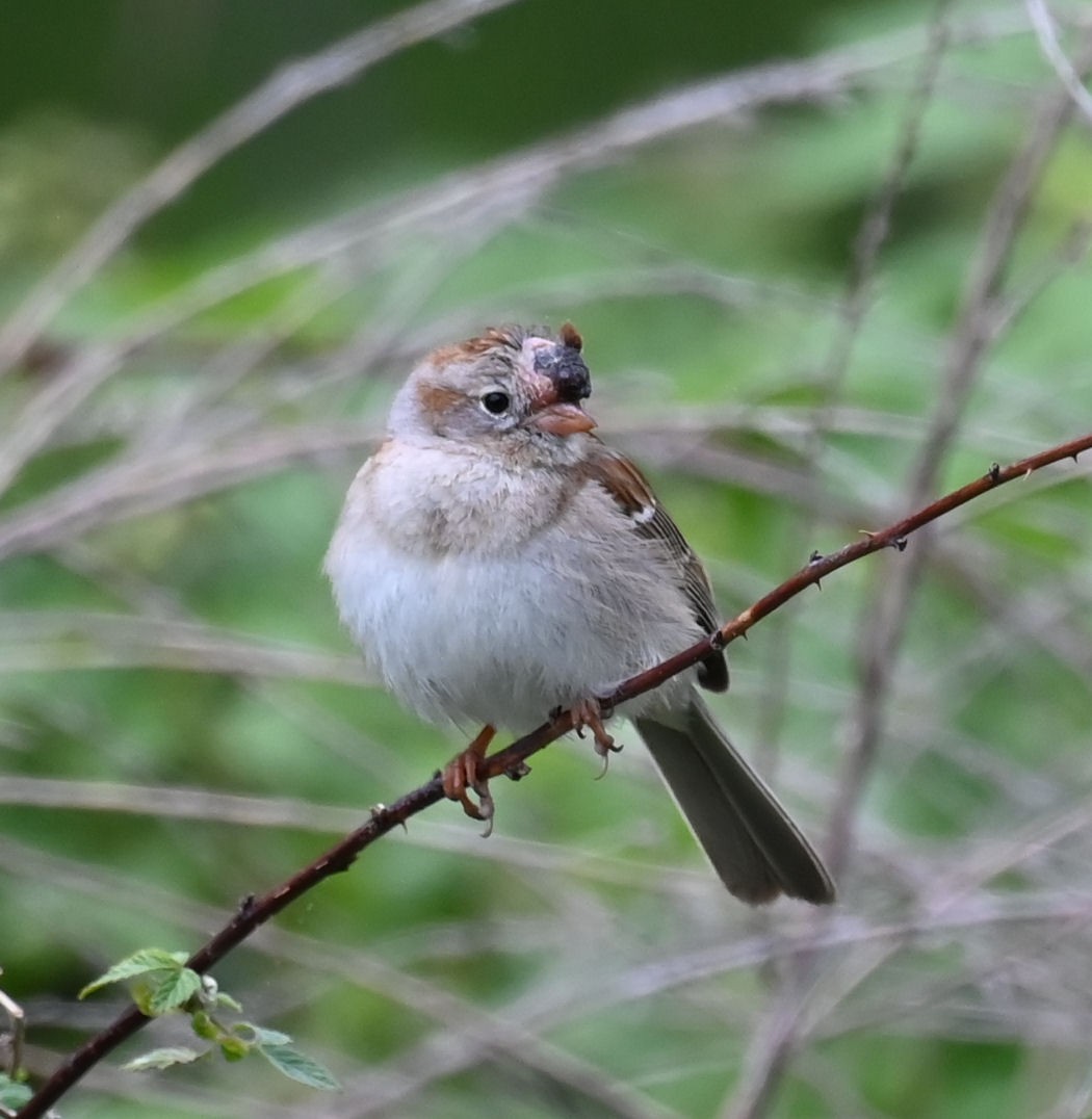 Field Sparrow - ML618787024