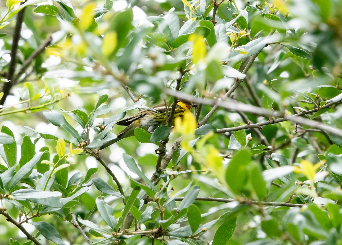 Bay-breasted Warbler - Steven Nelson