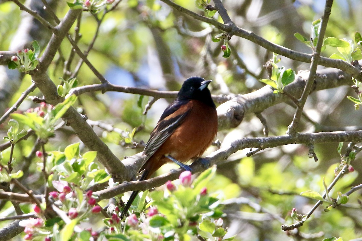 Orchard Oriole - ML618787055