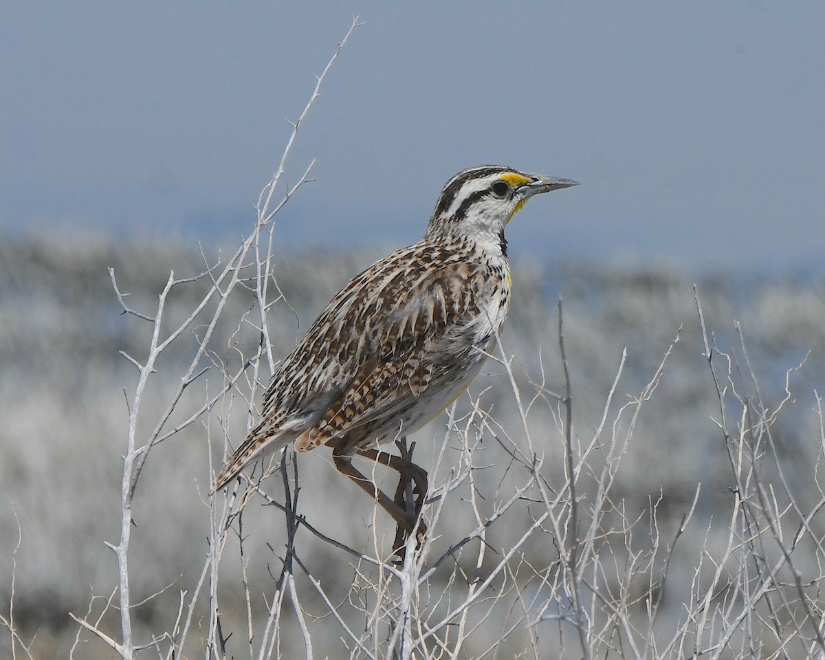 Chihuahuan Meadowlark - Ted Wolff