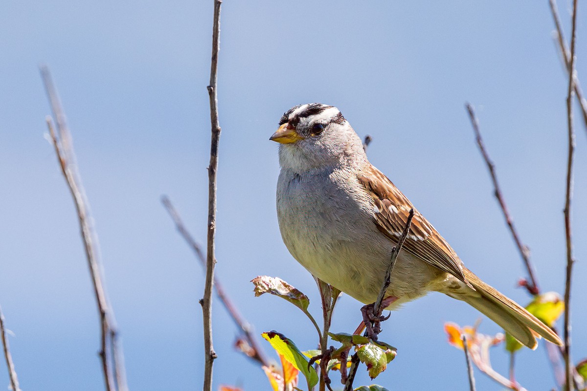 White-crowned Sparrow - ML618787078
