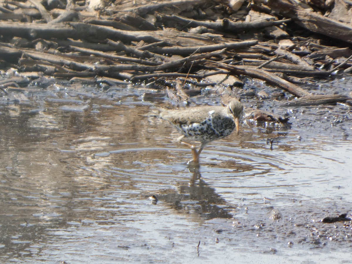 eBird Checklist - 10 May 2024 - Towl Park - 28 species