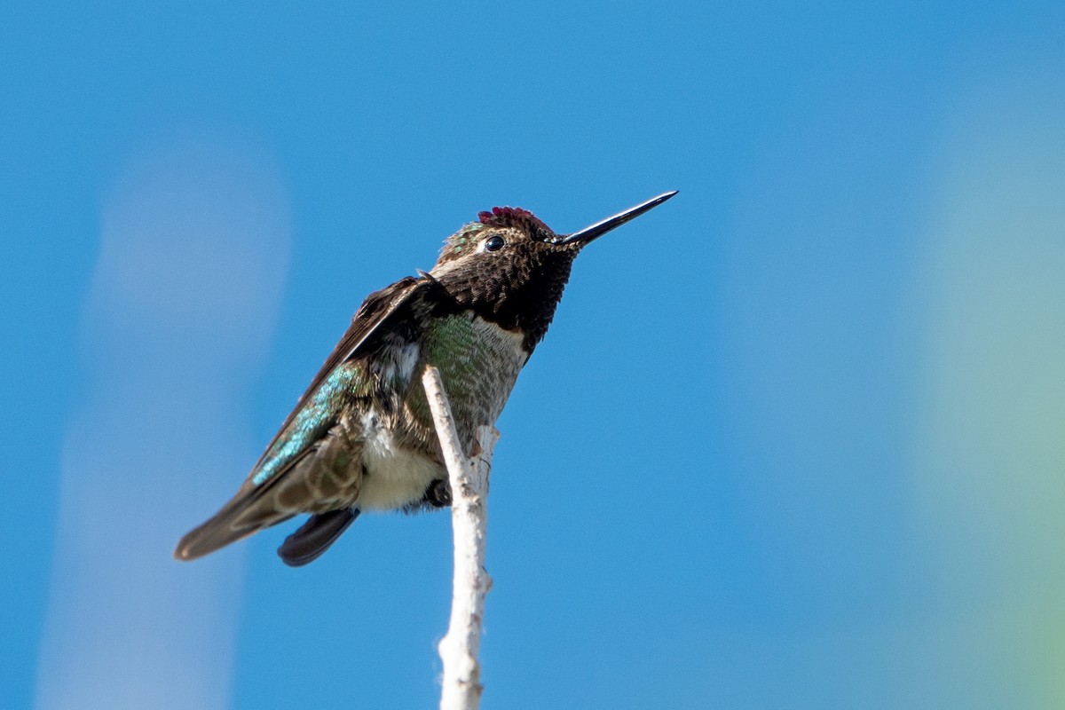 Anna's Hummingbird - ML618787085
