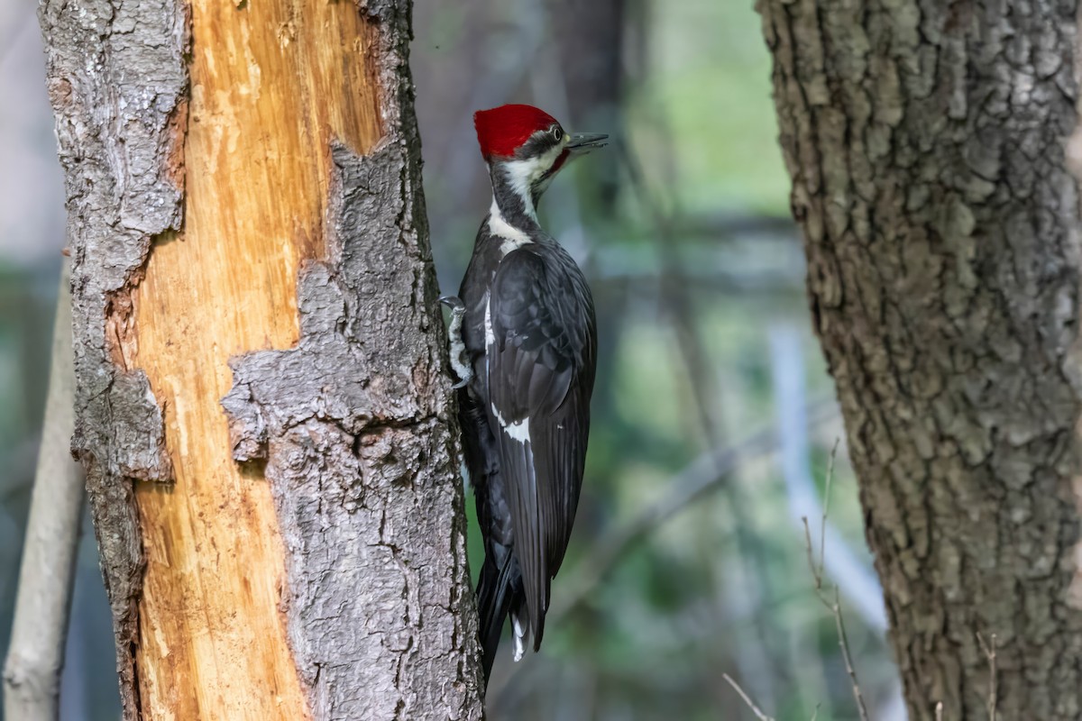 Pileated Woodpecker - ML618787089