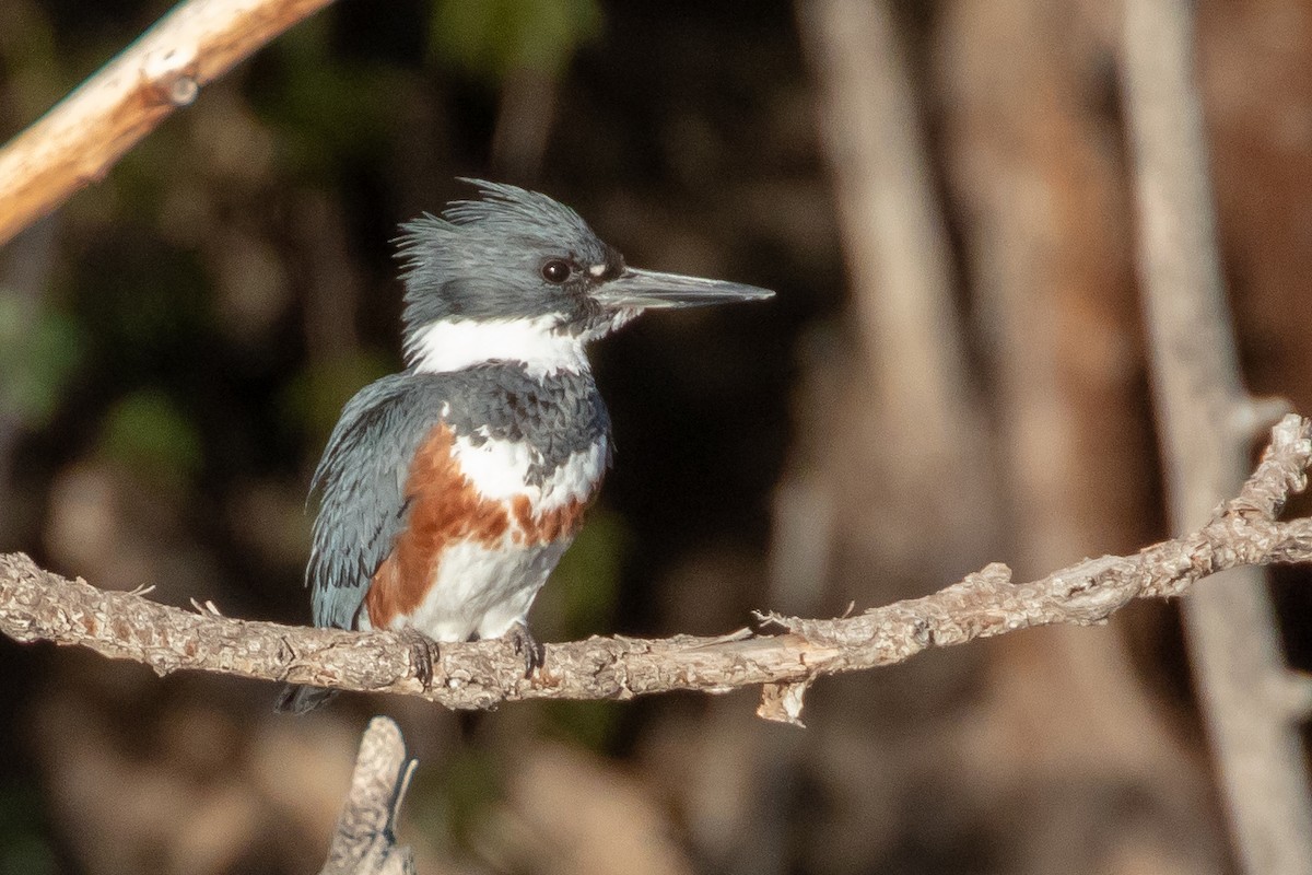 Belted Kingfisher - Adam Kaningher