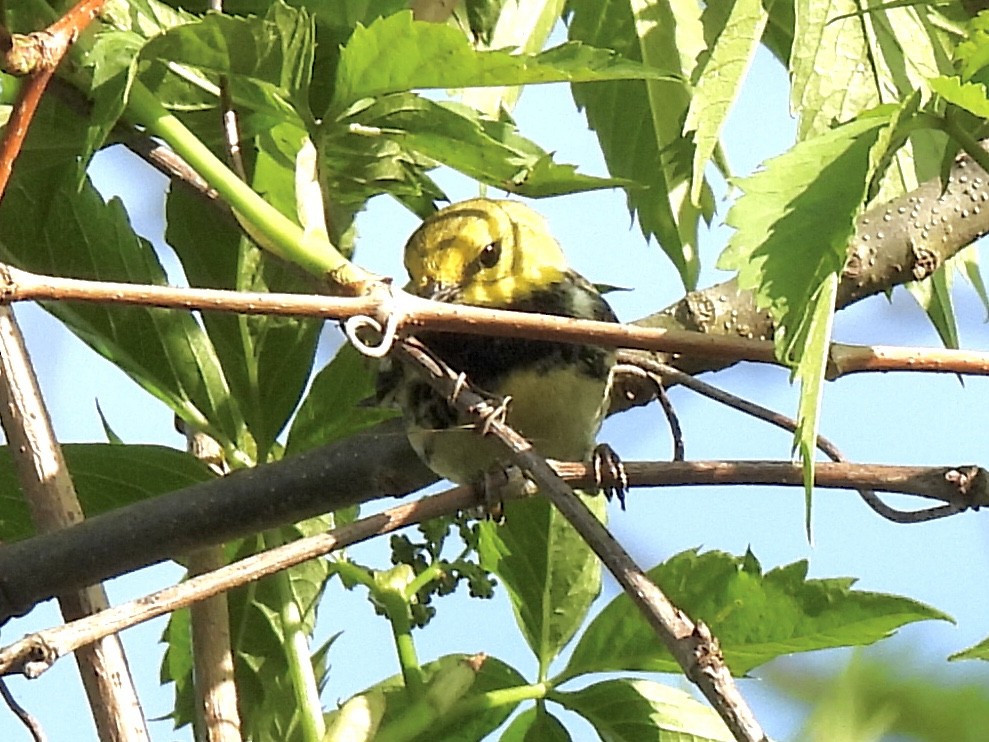 Black-throated Green Warbler - ML618787102