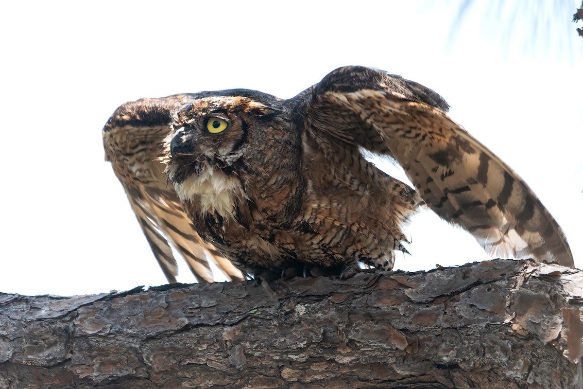 Great Horned Owl - Nina Ehmer