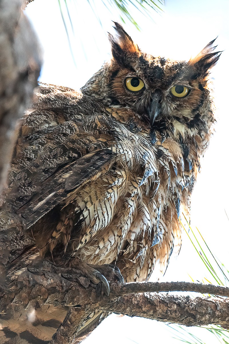 Great Horned Owl - ML618787111