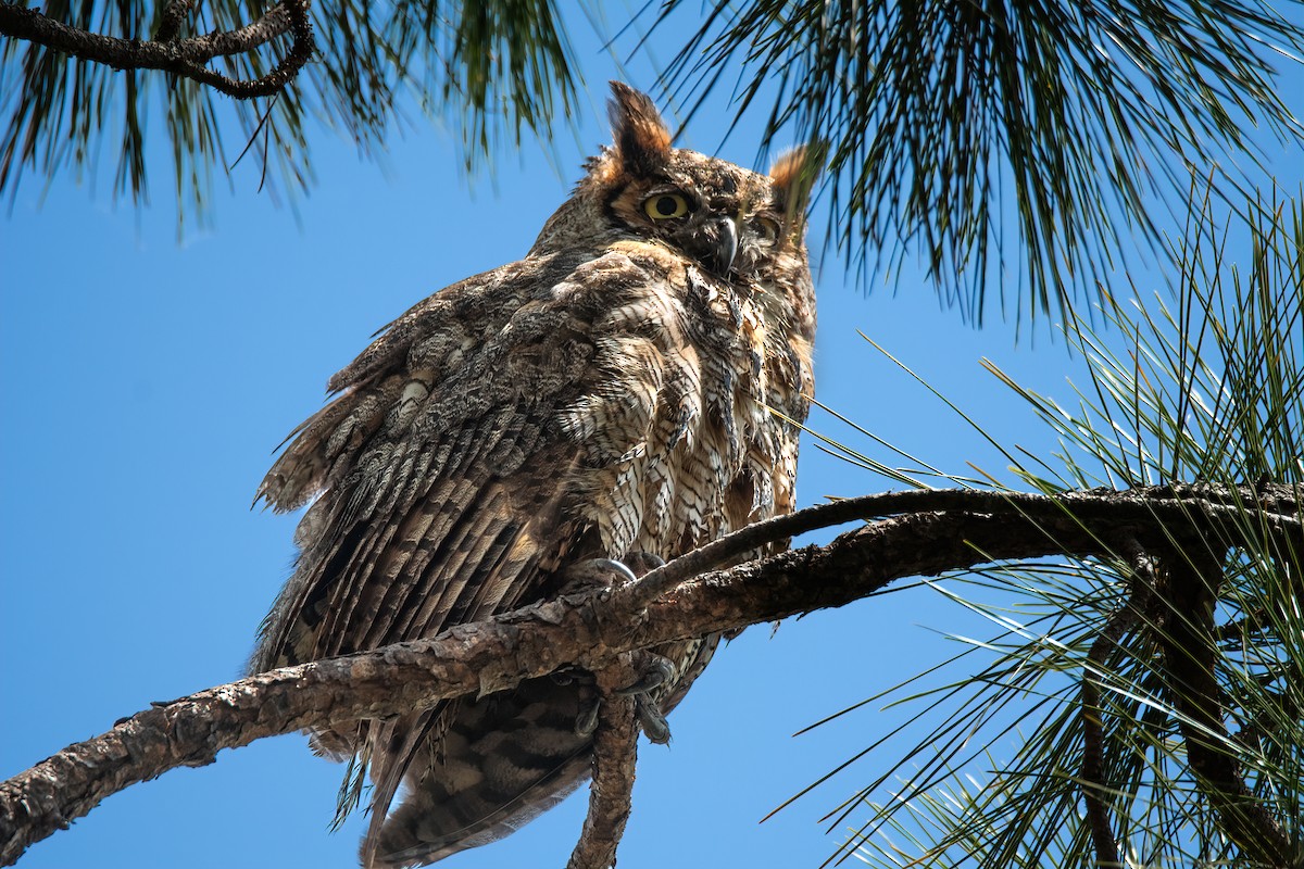 Great Horned Owl - ML618787114