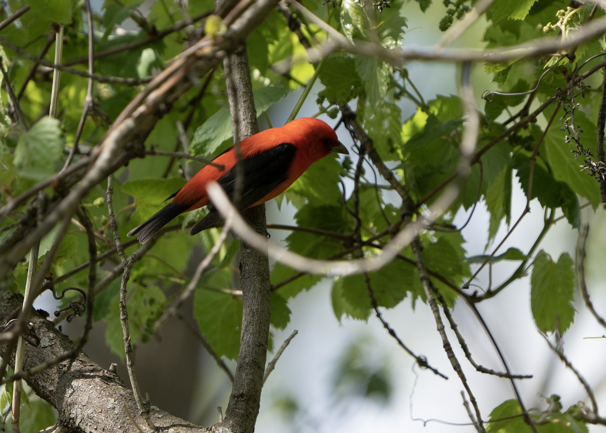 Scarlet Tanager - ML618787118