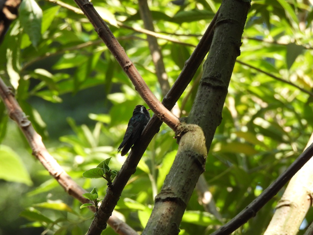 White-eared Hummingbird - ML618787127