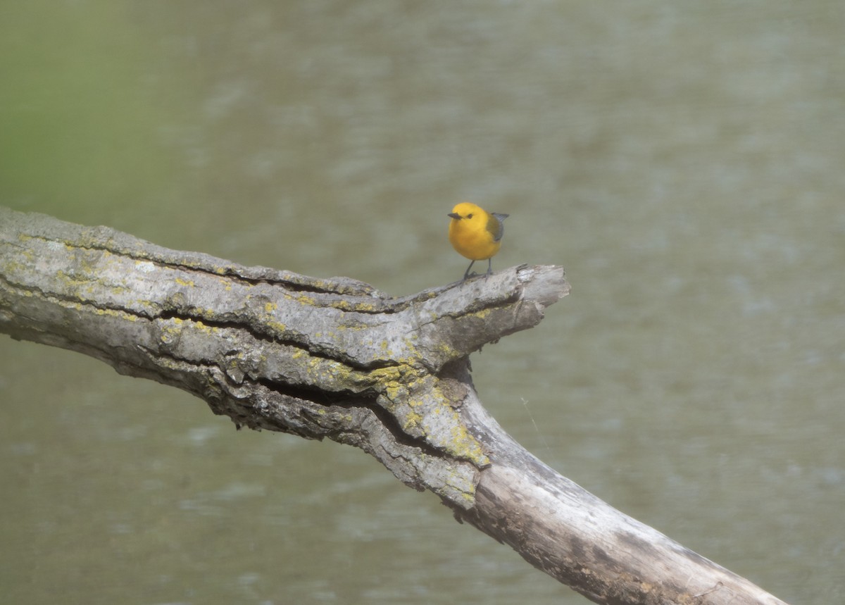 Prothonotary Warbler - ML618787145